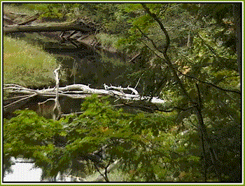 Rachel Carson National Wildlife Refuge &copy; Page Makers, LLC